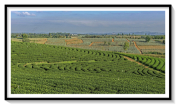 Tea & Pineapple Plantation